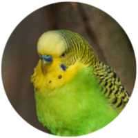 Aves
