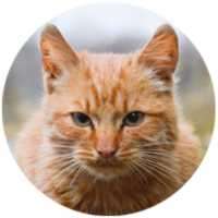 Gatos