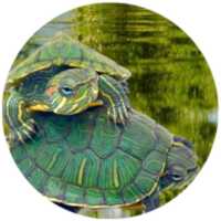 Reptiles