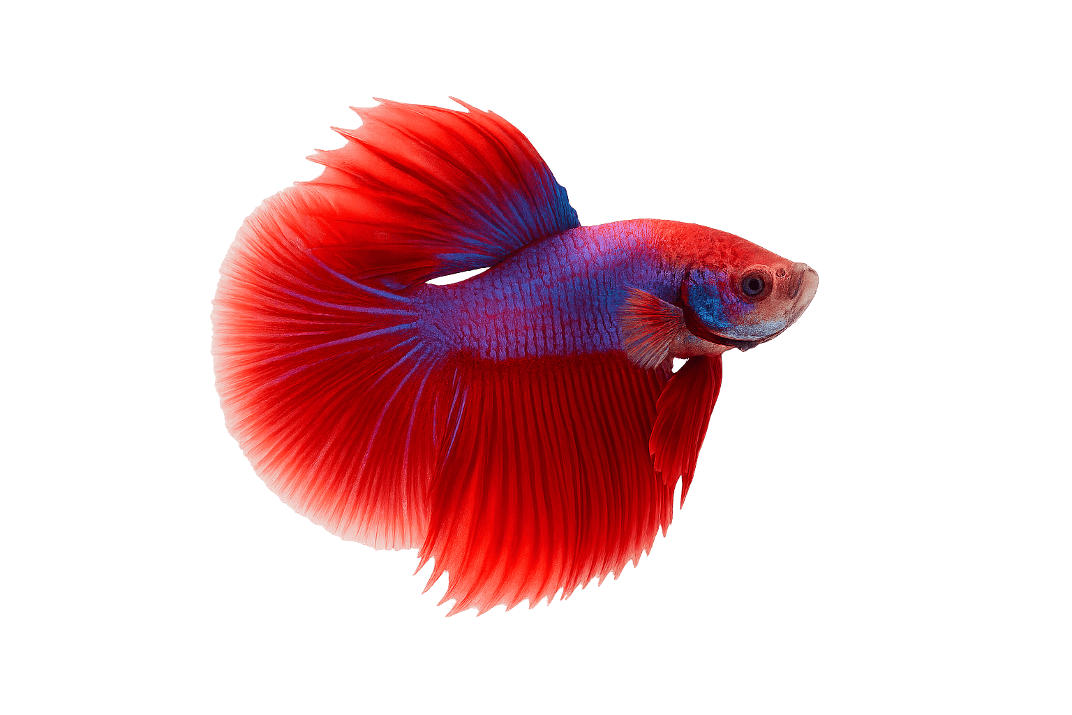 betta_facing_left