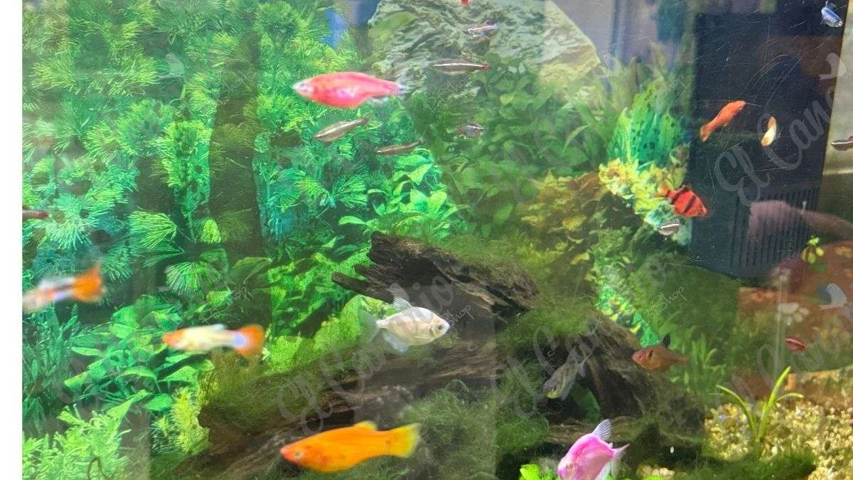 Peces tropicales con colores intensos en acuario limpio
