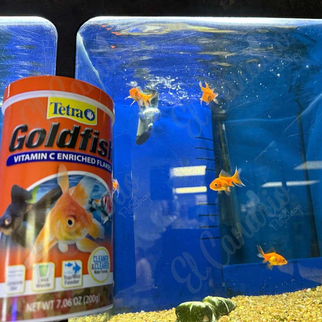 Goldfish saludable y colorido en acuario