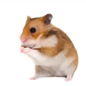 Hamster Sirio - ElCanarioHN.com